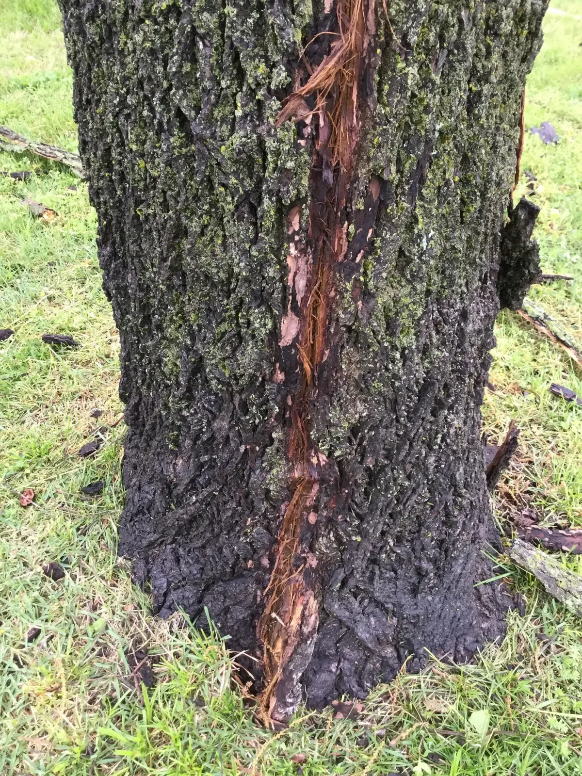 Black walnut tree trunk with a long strip of bark blown off by a lightning strike