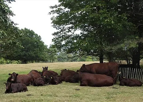 Herd of cattle lying under a large tree in a pasture, the situation where a cow struck by lightning or ground current is most likely