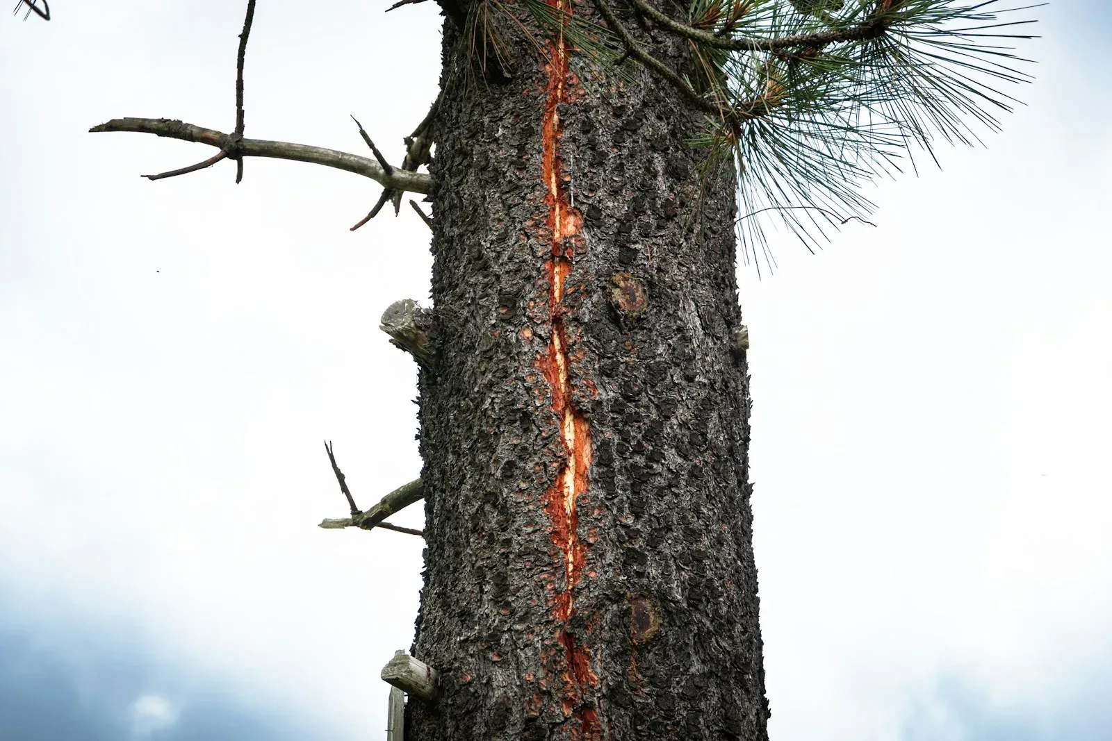 Pine tree trunk with a fresh lightning scar running down the bark